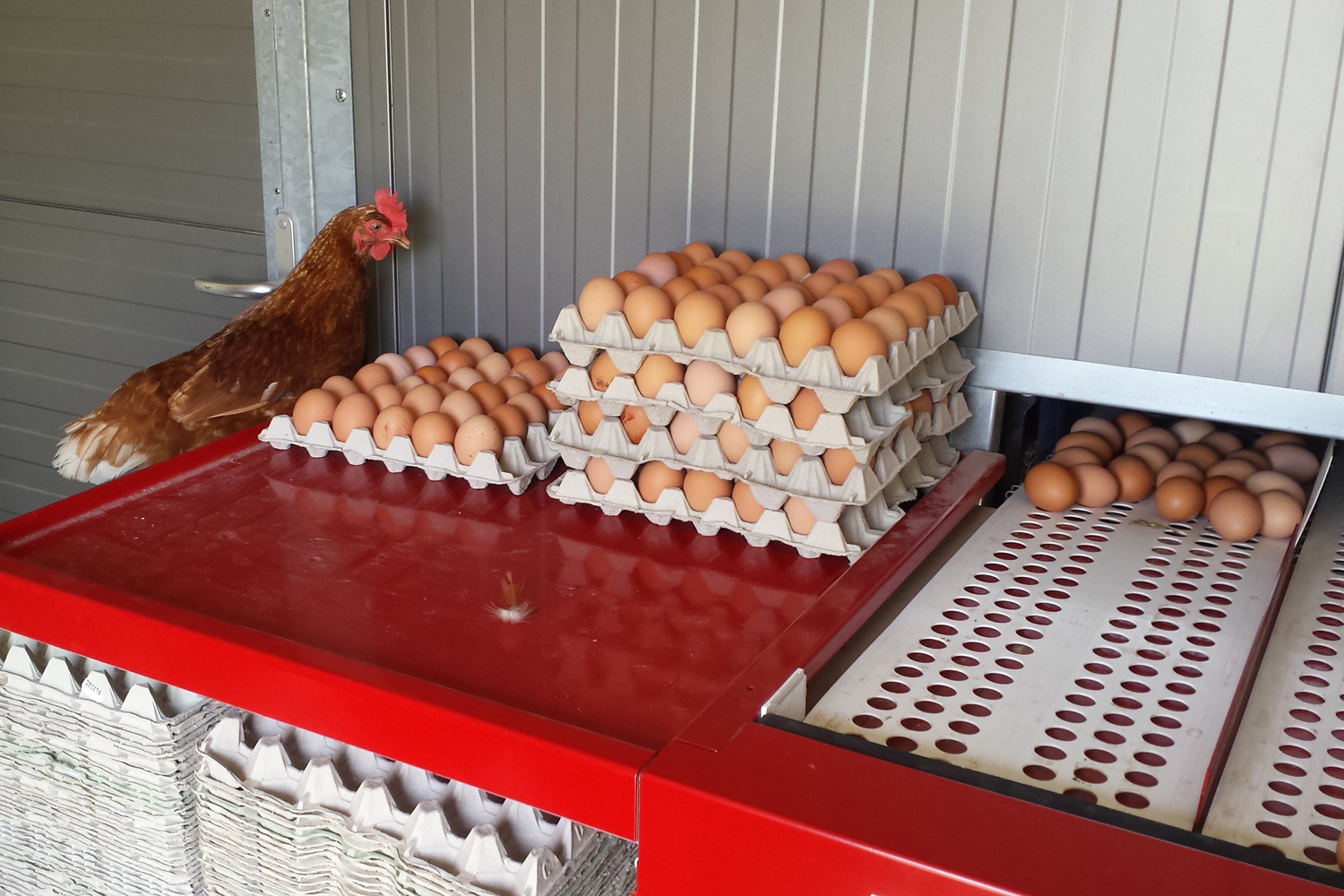 Frische Eier von Hühnern vom Eierhof Nindorf